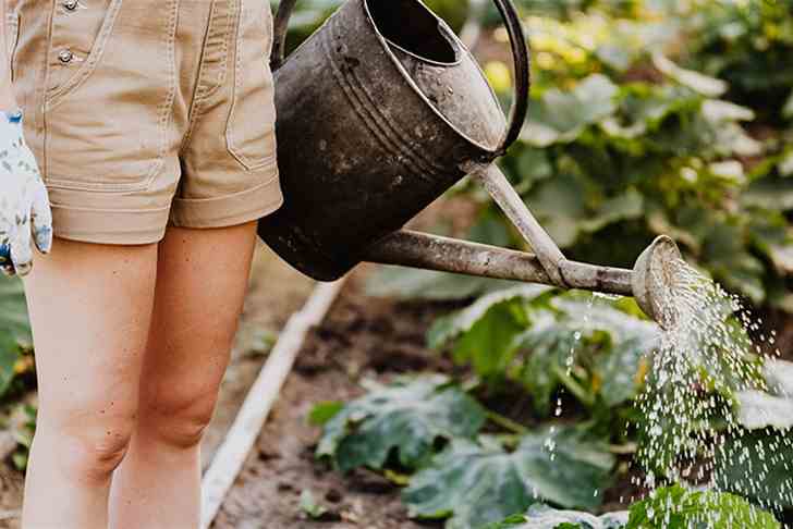 Protecting your garden during a heatwave