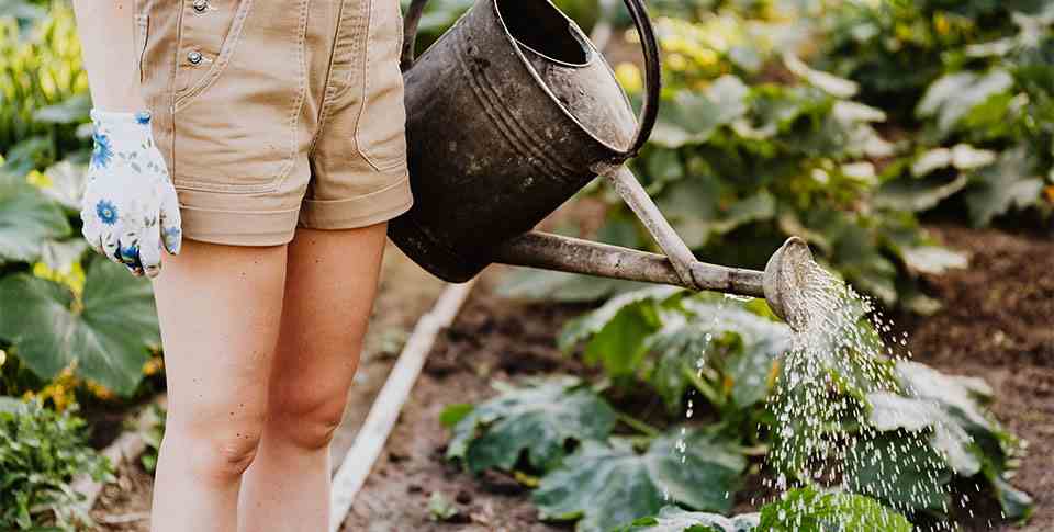Protecting your garden during a heatwave
